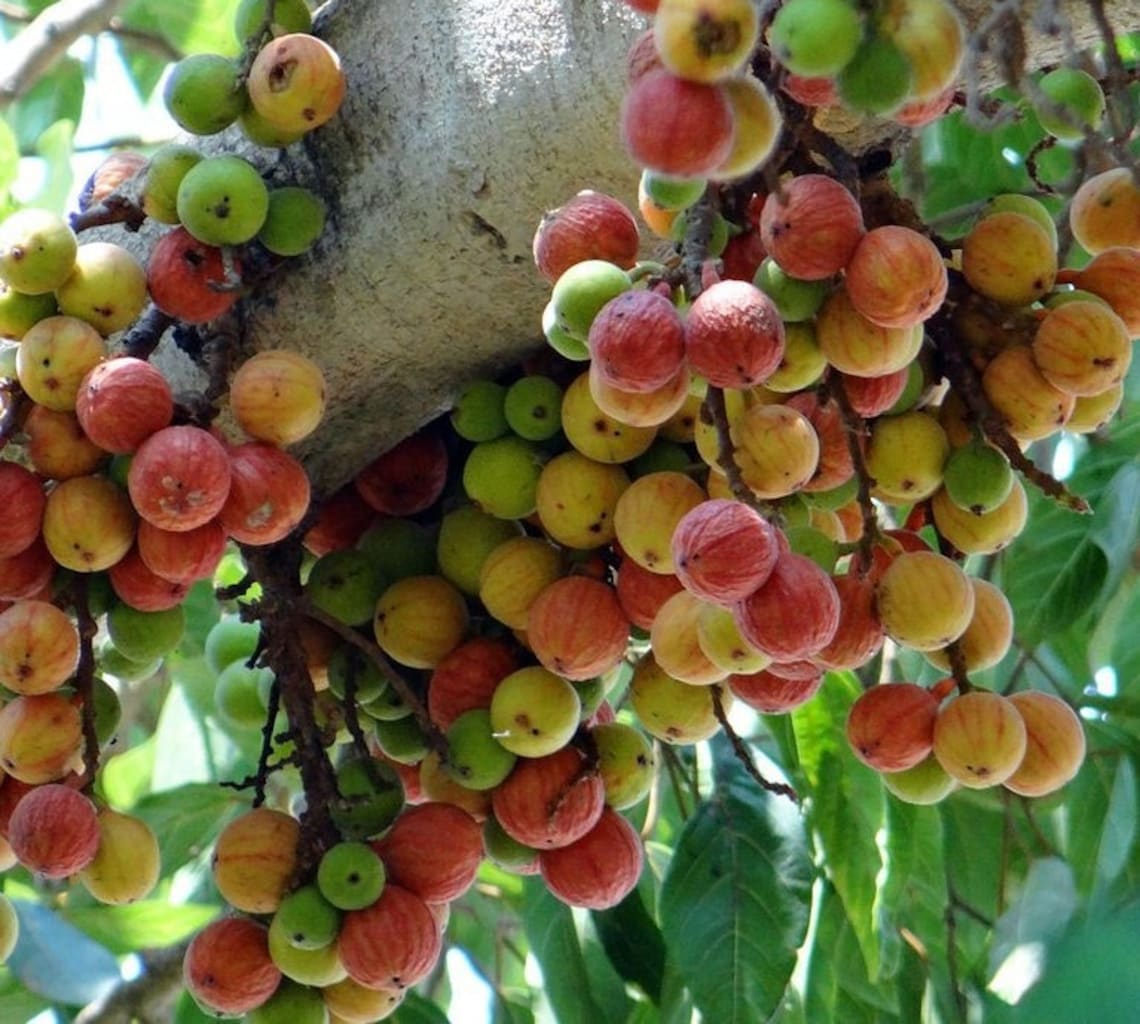 Indian Fig Tree Ficus Racemosa Tree Seeds Cluster Fig Tree Etsy Canada