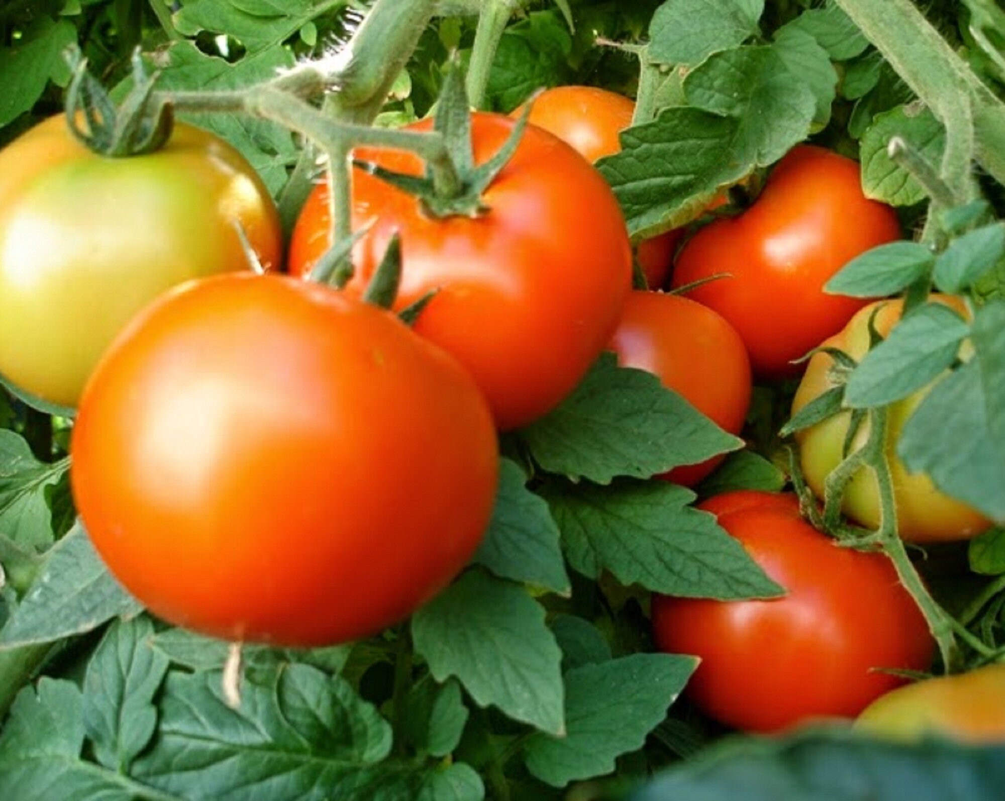 Indian Tomato Seeds High Yield Tomato Pusa Ruby Seeds for Etsy Canada