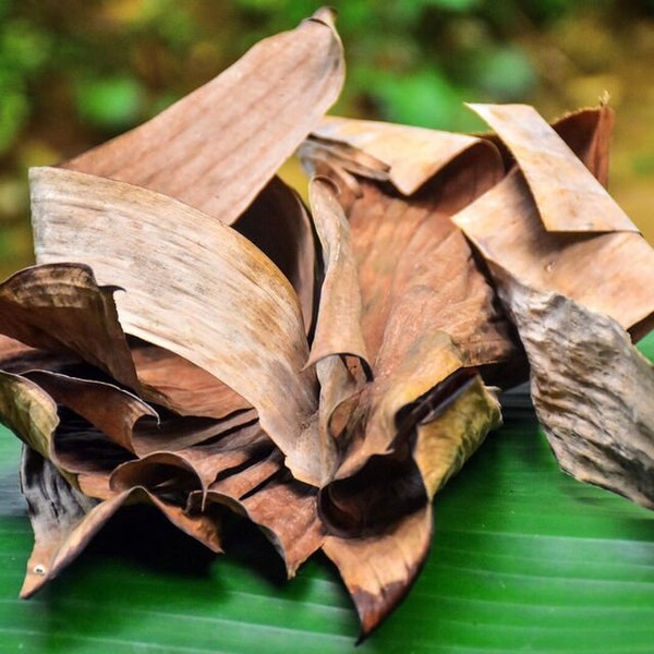 Dry Banana Leaf sprigs for Aquarium Betta Fish Tank Alternate of Indian Almond Leaves , Natural Eco friendly dried Leaves