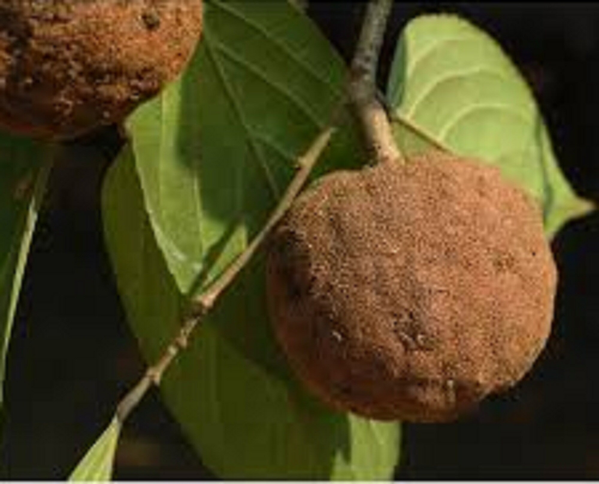 Flacourtiaceae: Dankia