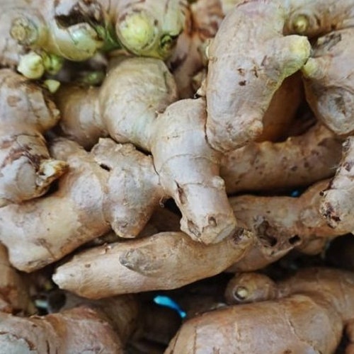 Ginger Live Rhizomes Zingiber Officinale Plant Zingiber Etsy