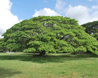 Samanea saman Tree , Rain Tree , Monkey Pod Tree , French tamarind Tree  Seeds