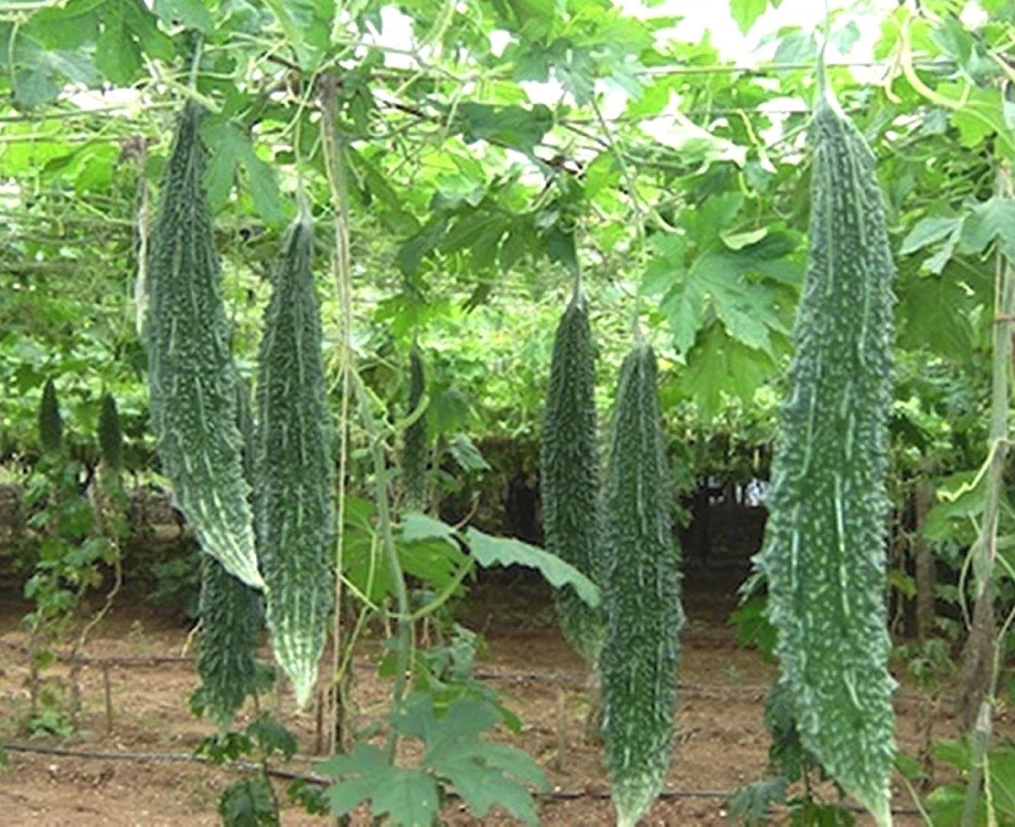 Bitter Gourd Momordica Charantia Bitter Melon Bitter Etsy Canada