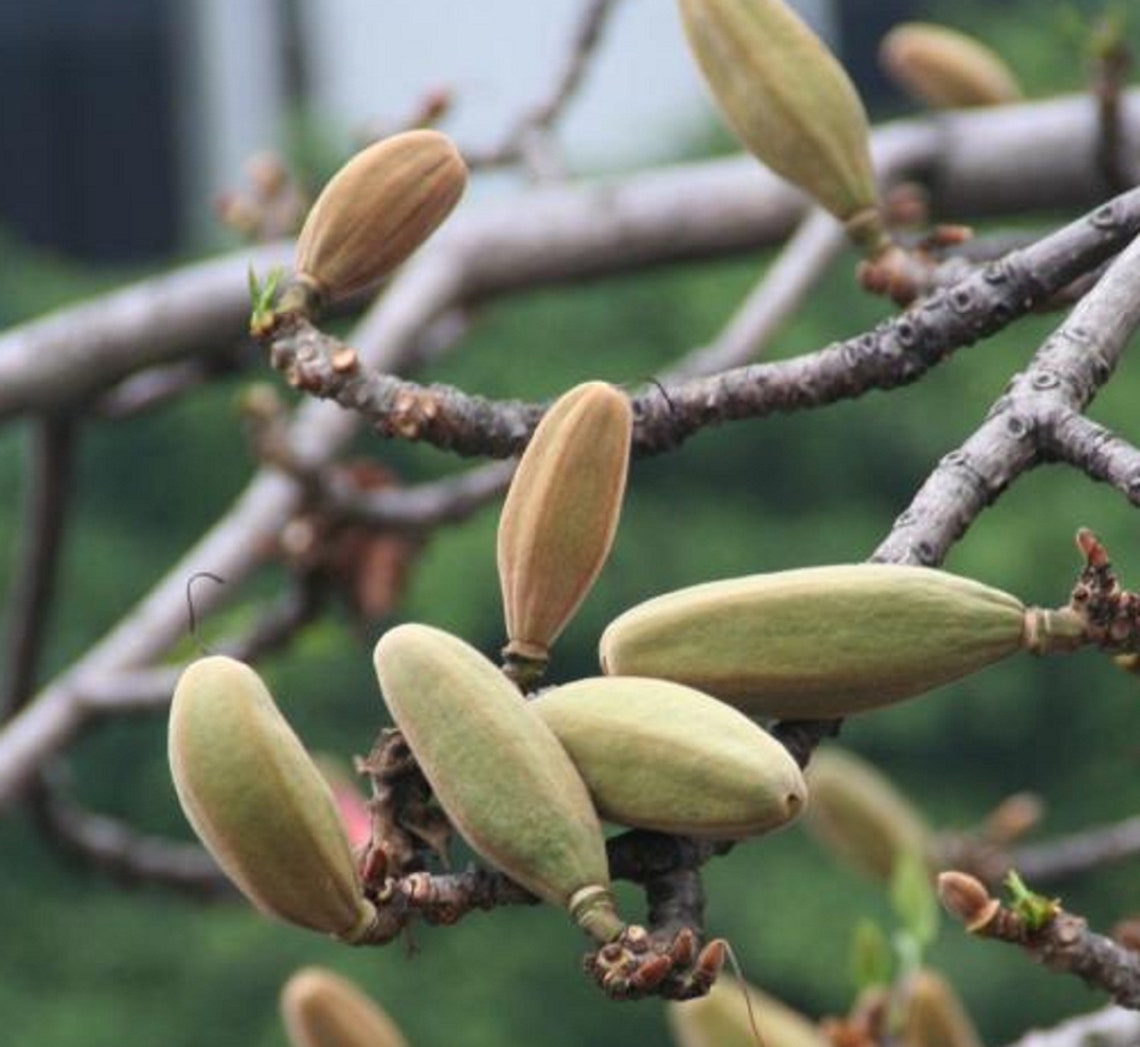 Bombax Ceiba Tree Seeds Red Silk Cotton Tree Seeds Asian Etsy