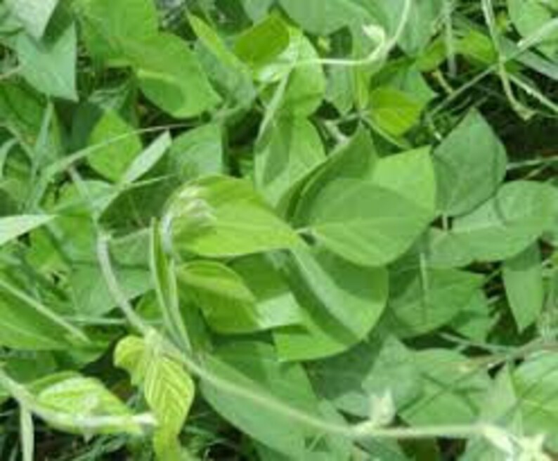 Horse Gram Seed Horsegram Seed Macrotyloma Uniflorum Bean Etsy