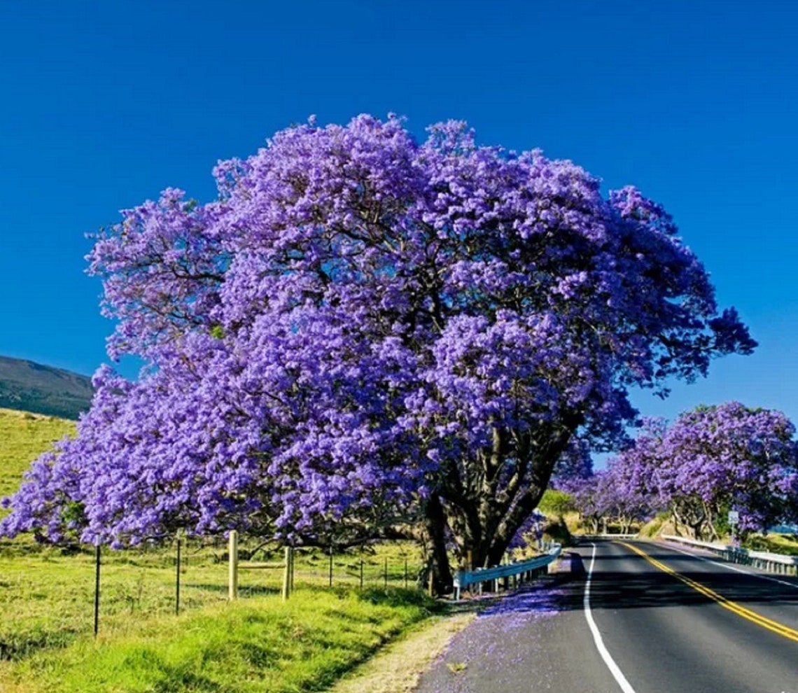 purple tree jacaranda purple tree jacaranda