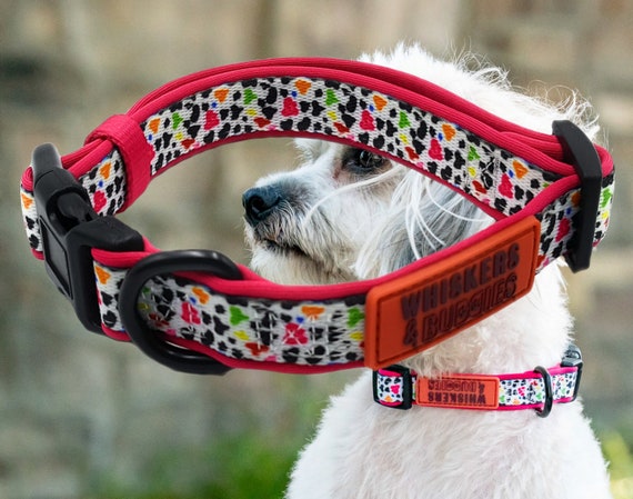 dog collars for girl dogs
