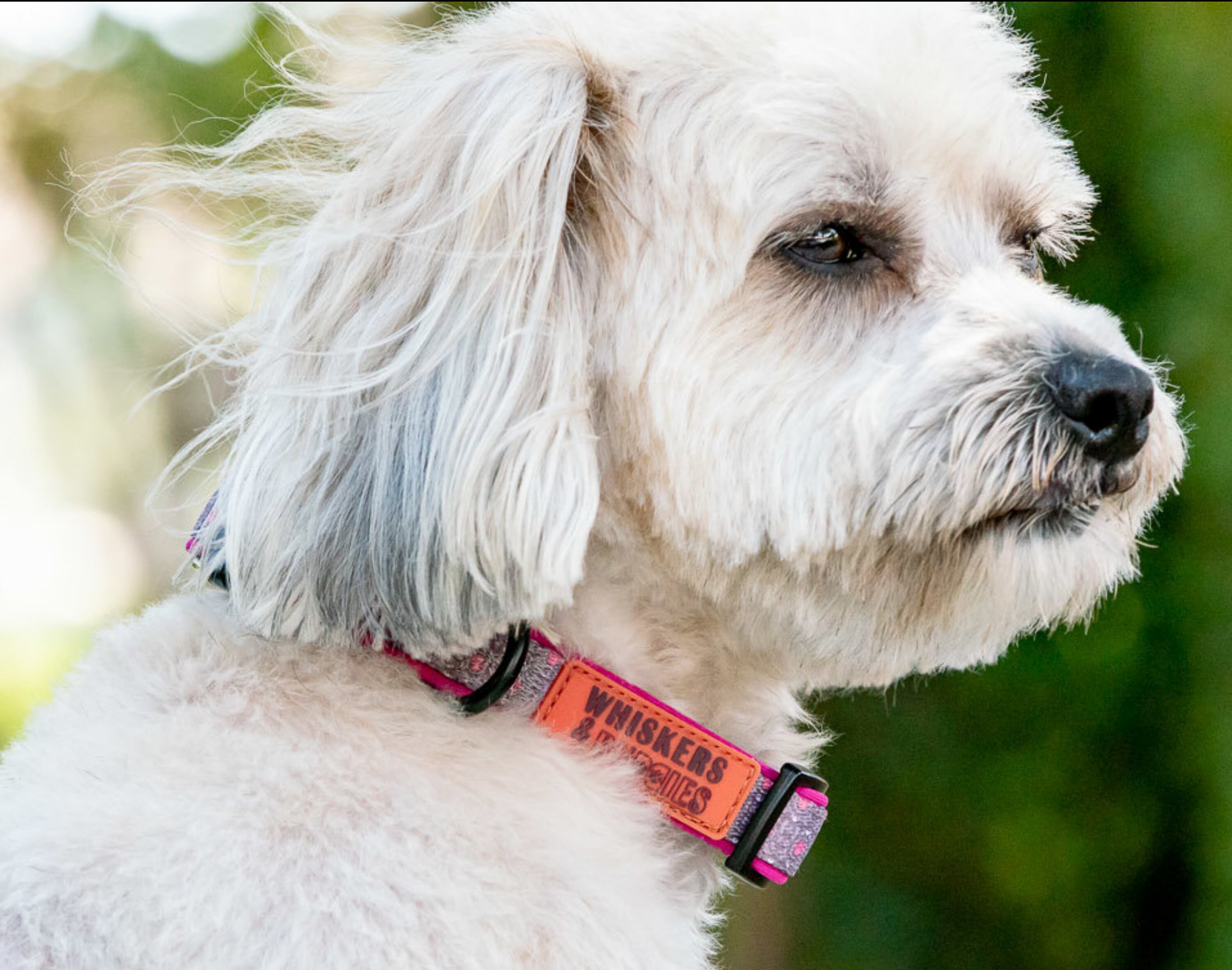 dog collars for girl dogs