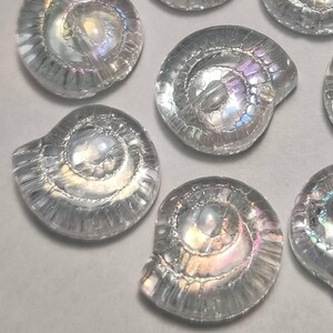 Könnte beinhalten: Eine Sammlung von regenbogenfarbenen Glasschneckenhäusern in verschiedenen Größen. Die Muscheln sind klar mit einem Regenbogen-Schimmer und haben ein Spiraldesign.