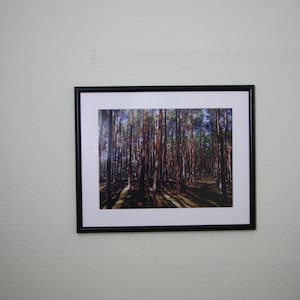 Gerahmte Fotografie Kiefernwald, Photographien, Bilder, Fotos, Wanddekor, Wohndeko