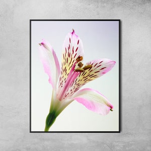 Flower Wall Art, Lily Floral Print, Downloadable Art Print, Minimalist Poster Art, Pink Flower Print, Instant Digital Poster, Flower Photo