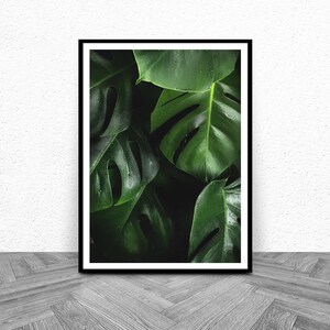 May include: A framed print of a close-up of lush green monstera leaves with water droplets.