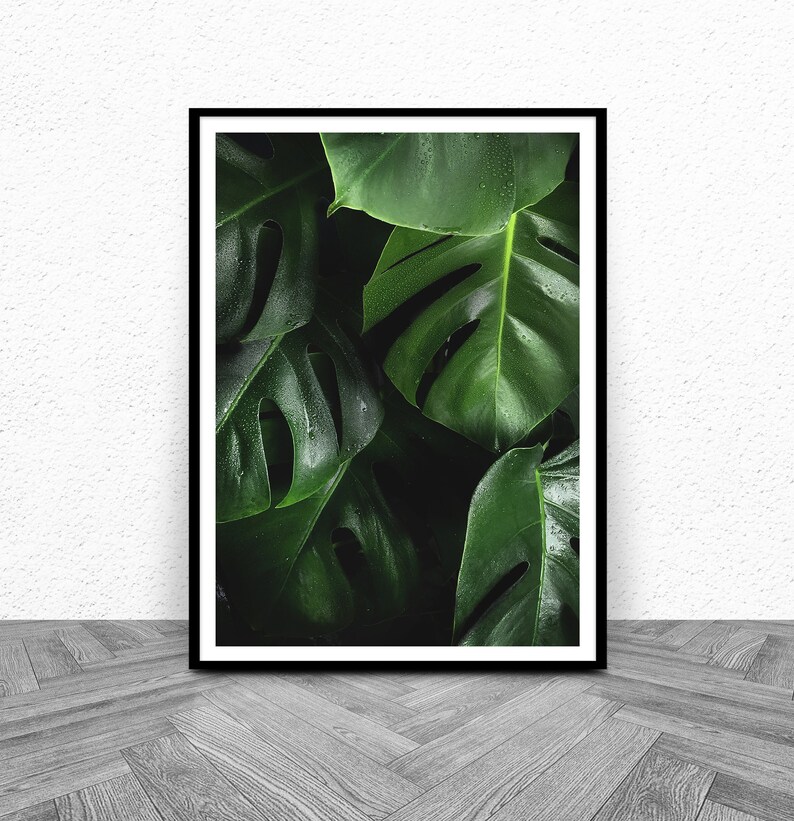 May include: A framed print of a close-up of lush green monstera leaves with water droplets.