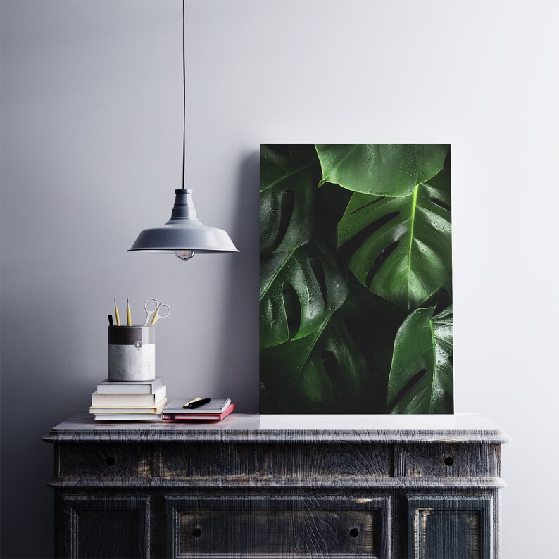 May include: A close-up of a dark green monstera plant with large leaves. The leaves have a glossy finish and are arranged in a vertical pattern. The background is a dark gray wall.