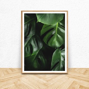 May include: A framed print of a close-up of lush green monstera leaves with water droplets.