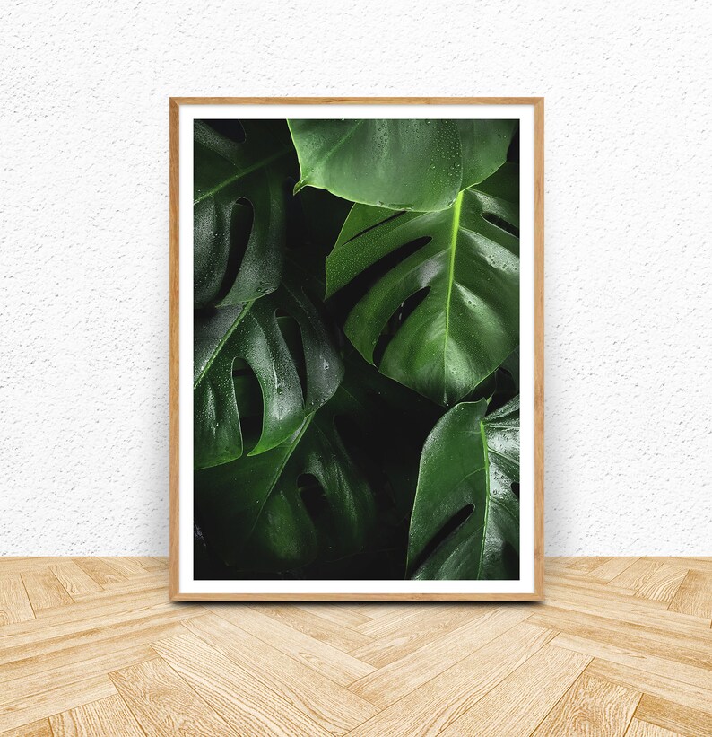 May include: A framed print of a close-up of lush green monstera leaves with water droplets.