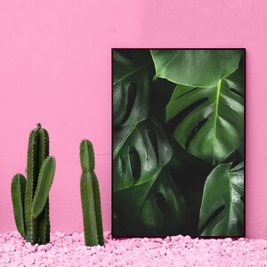 May include: A framed print of large, dark green tropical leaves with a pink wall in the background. The leaves have a glossy, wet appearance.