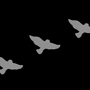 Peut inclure: Trois silhouettes grises d'oiseaux volant en formation sur un fond noir.