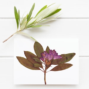 Pressed Flower Greeting Card | Wildflower Stationary, Plant Lover Gift, Flower Print, Flower Notecard, Mother&#39;s Day, Birthday, Nature Gift