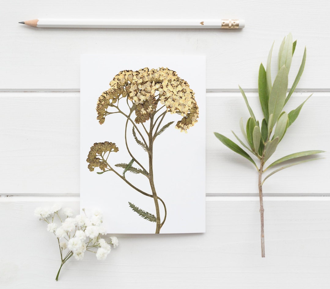 Yarrow Pressed Wildflower Greeting Card / Botanical Art / Plant Lover ...