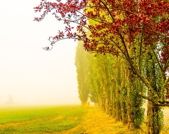 Álamos neblinosos SÓLO IMPRIMIR 1402