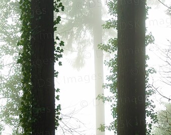 Foggy Ivy - Imprimir SÓLO 6847