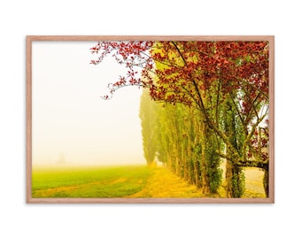 Álamos brumosos Cartel enmarcado 1402