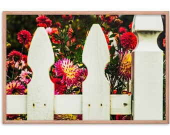 White Picket Vibrant Dahlias - Estampado enmarcado
