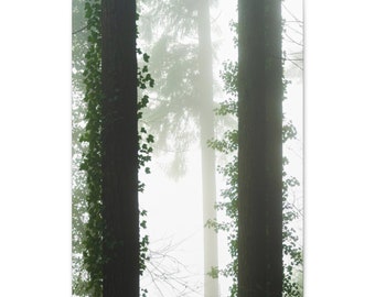 Foggy Ivy on Canvas Gallery Wraps