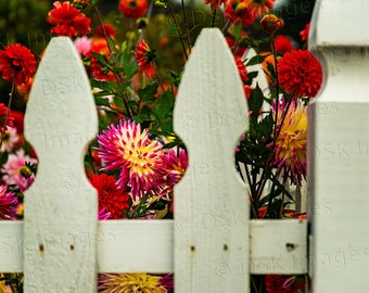 White Picket Vibrant Dalias - IMPRIMIR SOLO