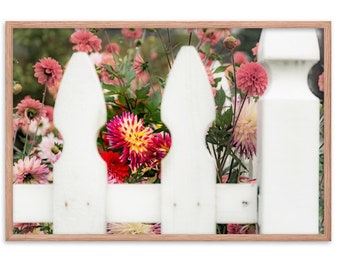 White Picket Dahlias Enhanced - Impresión enmarcada