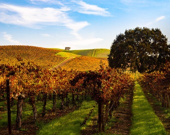 Rolling Vineyards - IMPRIMIR SOLO 5110