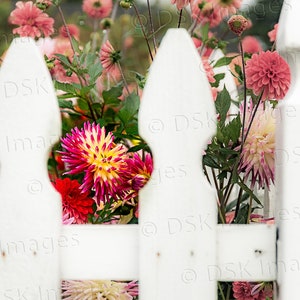 White Picket Dahlias Enhanced - PRINT ONLY