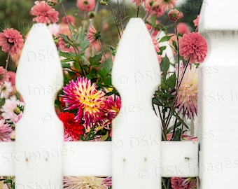 White Picket Dahlias Enhanced - IMPRIMIR SOLO