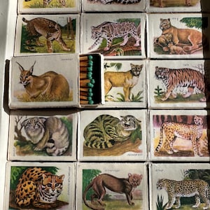 Pode incluir: Uma coleção de caixas de fósforos vintage, cada uma com uma ilustração diferente de um felino selvagem. As caixas apresentam vários felinos, incluindo tigres e chitas, com obras de arte detalhadas e texto. Os fósforos são verdes.