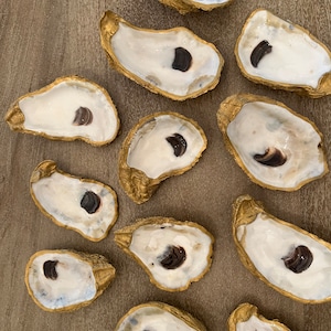 X-Large oyster shell, jumbo gold oyster shell