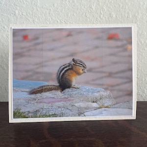 Cartão fotográfico original - em branco, 4,5x5,5
