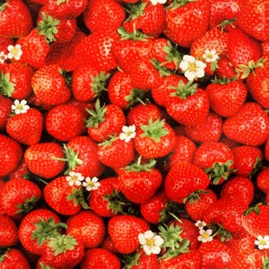 Peut inclure: Une image en gros plan d'un grand groupe de fraises rouges. Les fraises sont disposées de manière aléatoire et certaines ont des fleurs blanches.