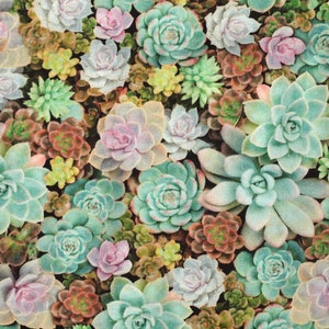 Könnte beinhalten: Ein Nahaufnahmebild einer Vielzahl von Sukkulenten in Grün-, Rosa- und Brauntönen. Die Sukkulenten sind in einem dichten, farbenfrohen Muster angeordnet.