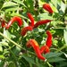 see more listings in the Chili Seeds section