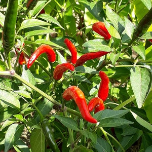 Thai Dragon - Seeds