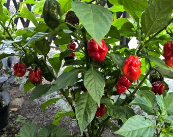 Trinidad Scorpion Butch T - Seeds