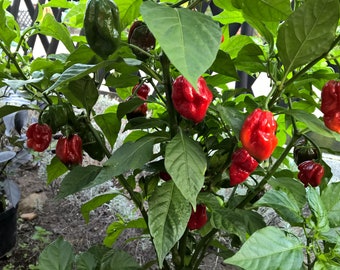 Trinidad Scorpion Butch T - Graines