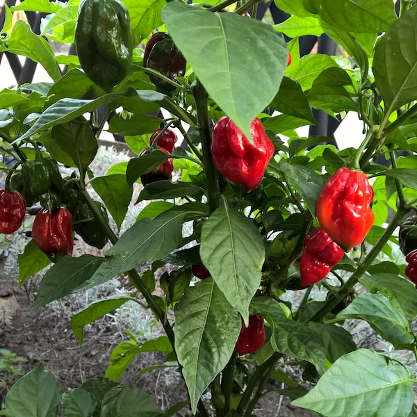 Trinidad Scorpion Butch T - Samen