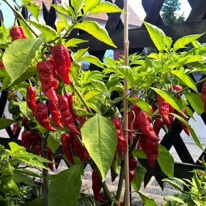 Bhut Jolokia - Seeds