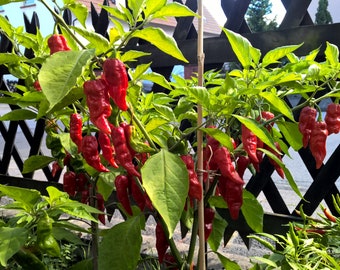 Bhut Jolokia - Samen