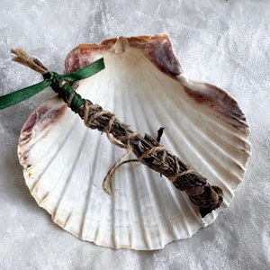 Giant Scallop Seashell, dish, Bowl, altar bowl, ideal  sea witch altar dis, witchcraft, wiccan, home decor.