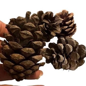 May include: Three brown pine cones with textured scales are held against a white background. The cones vary in size and are arranged closely together. The natural, earthy tones of the cones are highlighted against the bright backdrop.