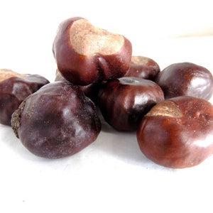 Dried Conkers, Buckeye, Horse Chestnuts, Natural Fertility, Intuition, Pagan, Wiccan, Witchcraft Supplies, Lucky Mojo, Lucky Charms, Lucky