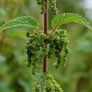 Nettle Seeds, Urtica Dioica - Wicca, Greenwich, Witchcraft, Hedge Witch, Spell work, Spells, Ingredients, nettle, green witch